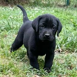 Emerald - Black male Labrador Retriever puppy in Rock Hill, South Carolina from North Star Retrievers