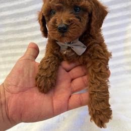 Koby - Red  male Poodle puppy in Mint Hill, North Carolina from DoodleForever