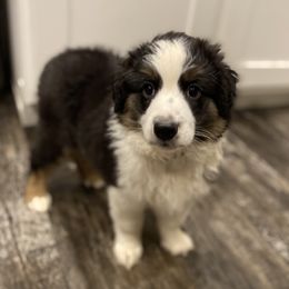 Miniature Australian Shepherds from Holloway Farms