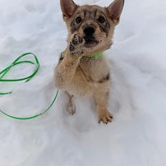 Ned - Gray male Swedish Vallhund puppy in Phelps, New York from Solgladje’s Swedish Vallhunds