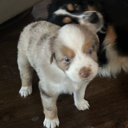 Miniature Australian Shepherds from Dream Dog Mini Aussies