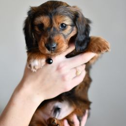 Comet - Dachshund puppy from Paradox Dachshunds