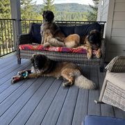 Leonberger All Grown Up from Lowenbach Kennels