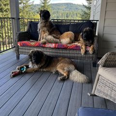 Leonberger All Grown Up from Lowenbach Kennels