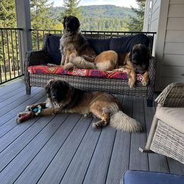Leonberger All Grown Up from Lowenbach Kennels