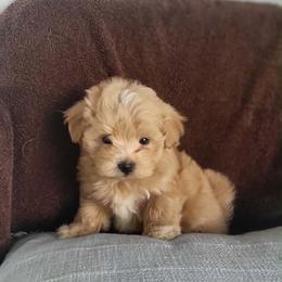 Chanel - Apricot female Maltipoo puppy in Okc, Oklahoma from Designer Poos By Diva