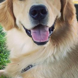Golden Retrievers from Grizzly Goldens