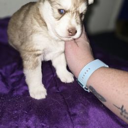 Siberian Husky Puppies from Sierra Pace