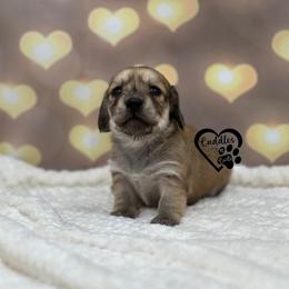 Maggie - Cream female Dachshund puppy in Nashville, Arkansas from Cuddles n Curls