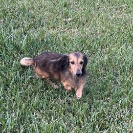 Willow - Dachshund