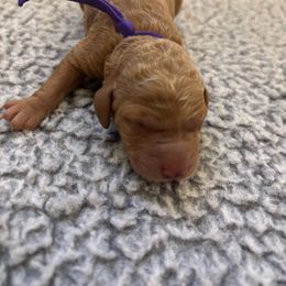 Dark Purple girl - Red  female Goldendoodle puppy in Lewisville, Texas from Zink Doodles