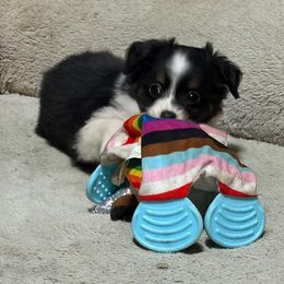 Ella - Black tri female Miniature American Shepherd puppy in Terryville, Connecticut from Spirited Aussies