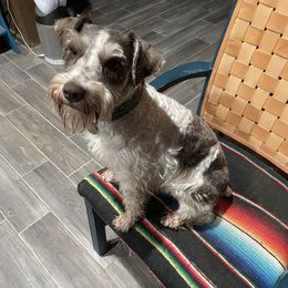 Beth - Miniature Schnauzer