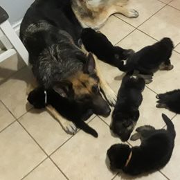 German Shepherd Puppies from Von Jo-Rielle Kennel