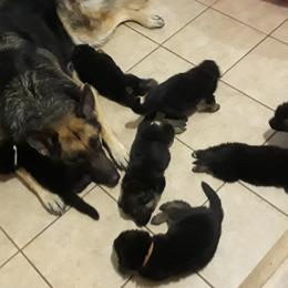 German Shepherd Puppies from Von Jo-Rielle Kennel