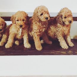 Goldendoodles from Safari Doodles