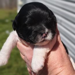 Darth Maul - White male Lhasa Apso puppy in Greenville, South Carolina from Lots of Lhasa Love