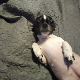 Lucy - Chihuahua
