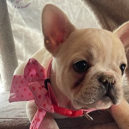 Girl 1 - French Bulldog puppy from MaKayla’s Frenchies & Bernedoodles