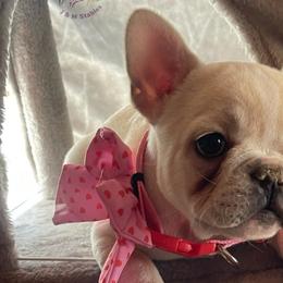 Girl 1 - French Bulldog puppy from MaKayla’s Frenchies & Bernedoodles