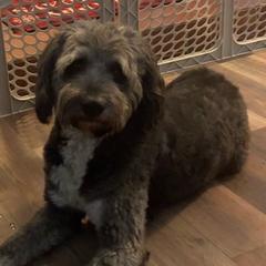 Double Doodles from Cobb House Doodles