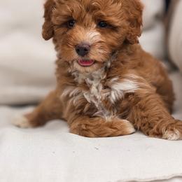 Green collar - Red male Bernedoodle puppy in Fort Wayne, Indiana from Crimson Curl Doodles