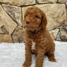 Toby - Red  male Goldendoodle puppy in Fairmont, West Virginia from Mountainside Doodles, LLC