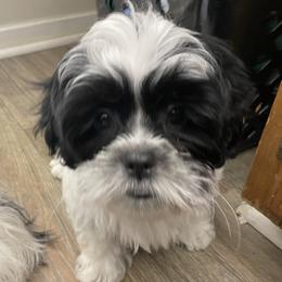Shih Tzu Puppies from TACG