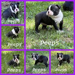 Boston Terrier and English Springer Spaniel Puppies from Trail’s End Boston Terriers