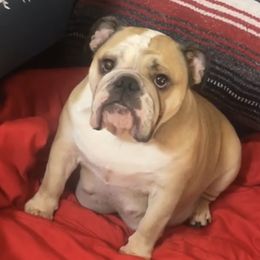 Bella - Bulldog