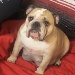 Bella - Bulldog