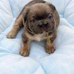 French Bulldog puppies from Velvet Fluffy Pups