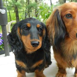 Dachshund All Grown Up from Proud Lake Dachshunds