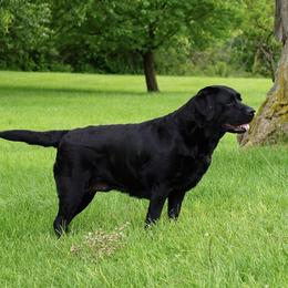 Nina - Labrador Retriever
