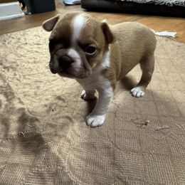 Scrappy - Red male Boston Terrier puppy in Wellington, Ohio from Twist of Faith Farms