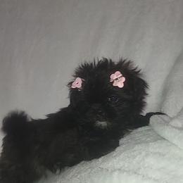 Lilly - Liver female Shih Tzu puppy in Willard, Utah from Shih-tzu Queen