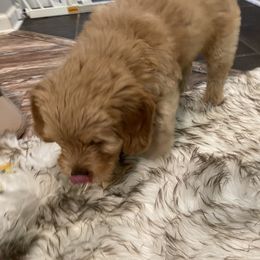 Goldendoodle Puppies from Coal Country Doodles