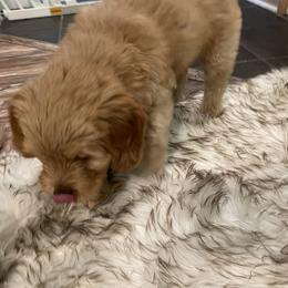 Goldendoodle Puppies from Coal Country Doodles