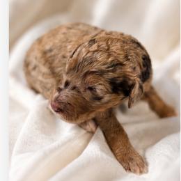 Petunia Pink - Merle female Goldendoodle puppy in Delphos, Ohio from Route 66 Poodles & Doodles, Sapphire Shih-tzu's of Ohio