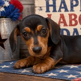 Roczen - Black and tan male Dachshund puppy in Warm Springs, Arkansas from Seven Hills Arkansas