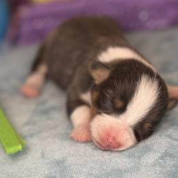 Green Collar Female - Black and tan female Pembroke Welsh Corgi puppy in Derby, Iowa from Newton Hay & Cattle