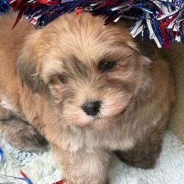 Blackberry - Gold male Havanese puppy in Wappapello, Missouri from Titanium Havanese LLC