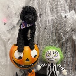 Poodle Puppies from Maison des Caniches