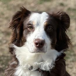 Australian Shepherds from True Blue Friends