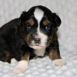 Lizzy - Black tri female Miniature Australian Shepherd puppy in Paris, Texas from Kuttin’ Up Mini Aussies