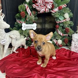 D'Artagnan - Chocolate male Chihuahua puppy in Winston Salem, North Carolina from LaythStone
