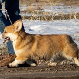 Pembroke Welsh Corgi Puppies from Merrygold Corgis