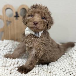 Apollo-White Collar - Chocolate merle male Bernedoodle puppy in Oak Hills, California from High Desert Doodles