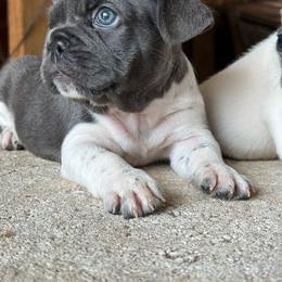 Daisy - Blue female French Bulldog puppy in Brooksville, Florida from Post Farm Rottweilers & French Bulldogs