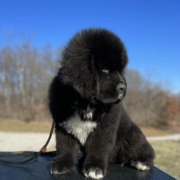 Newfoundland Puppies from Knallhart Kennels
